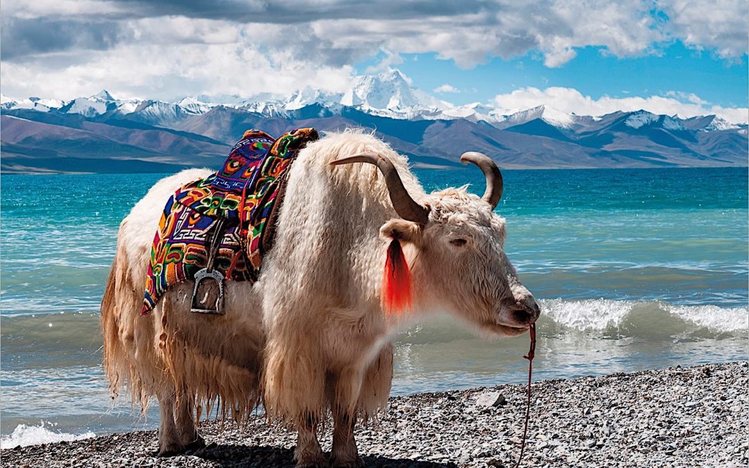 2023 Calendar: Colours of Tibet